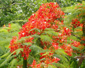 Royal Poinciana